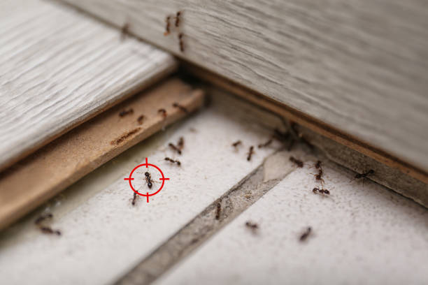 Best Affordable Pest Control Services  in Lakeside, MT