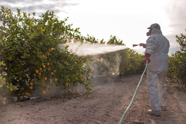 Best Pest Prevention Services  in Lakeside, MT