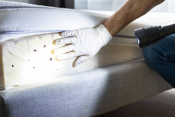 Best Residential Pest Control  in Lakeside, MT